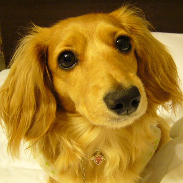 広報部長ちーたん