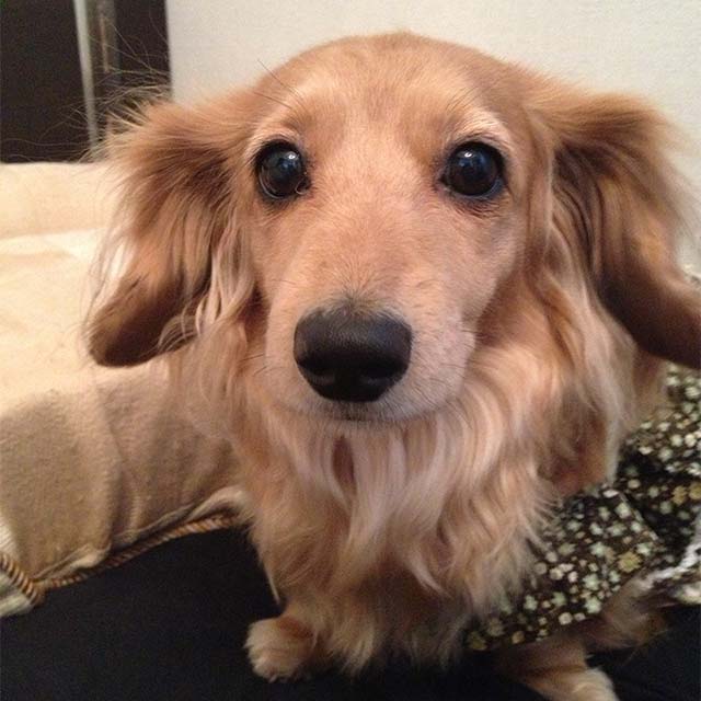 広報部長ちーたん